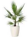 Washingtonia Robusta